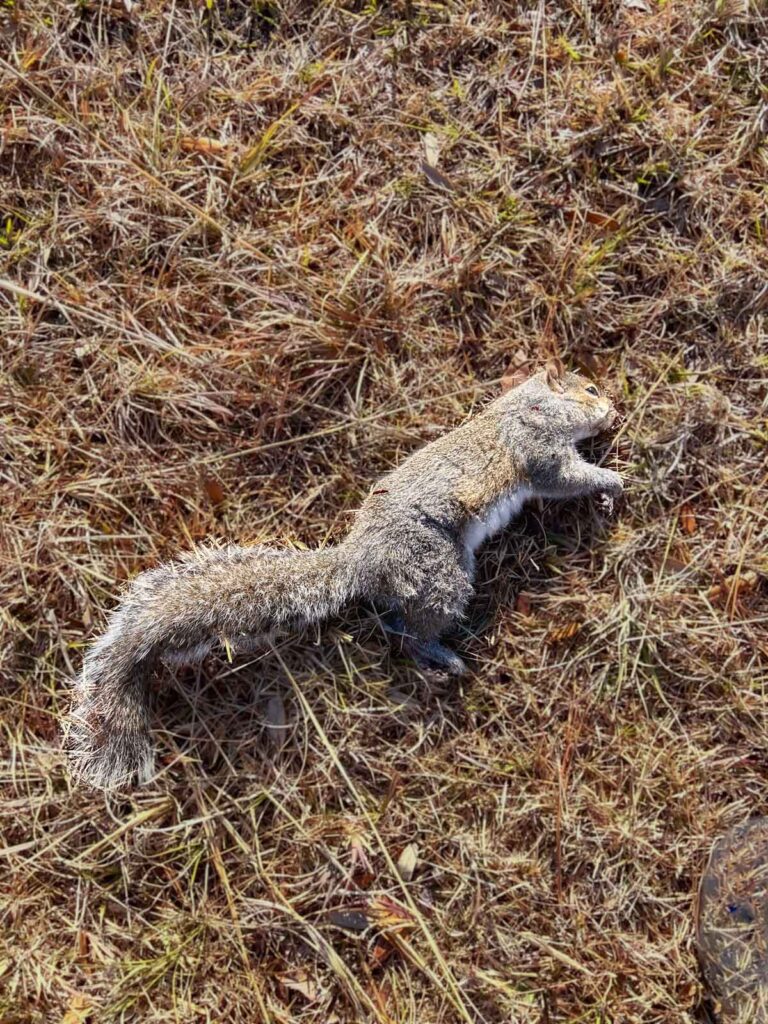 is it safe to eat squirrels in december