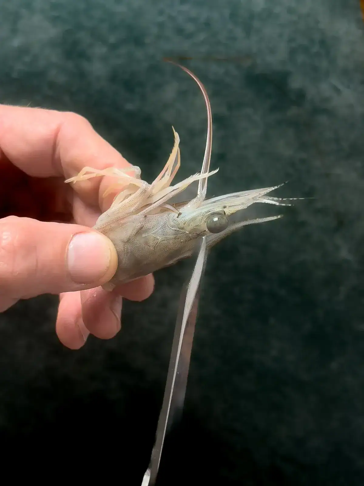 crispy fried shrimp heads