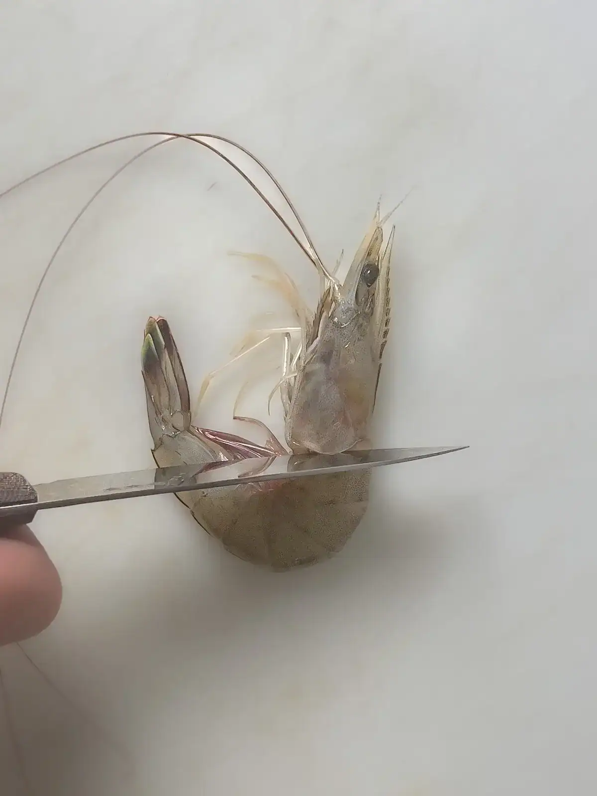 fried shrimp head sushi