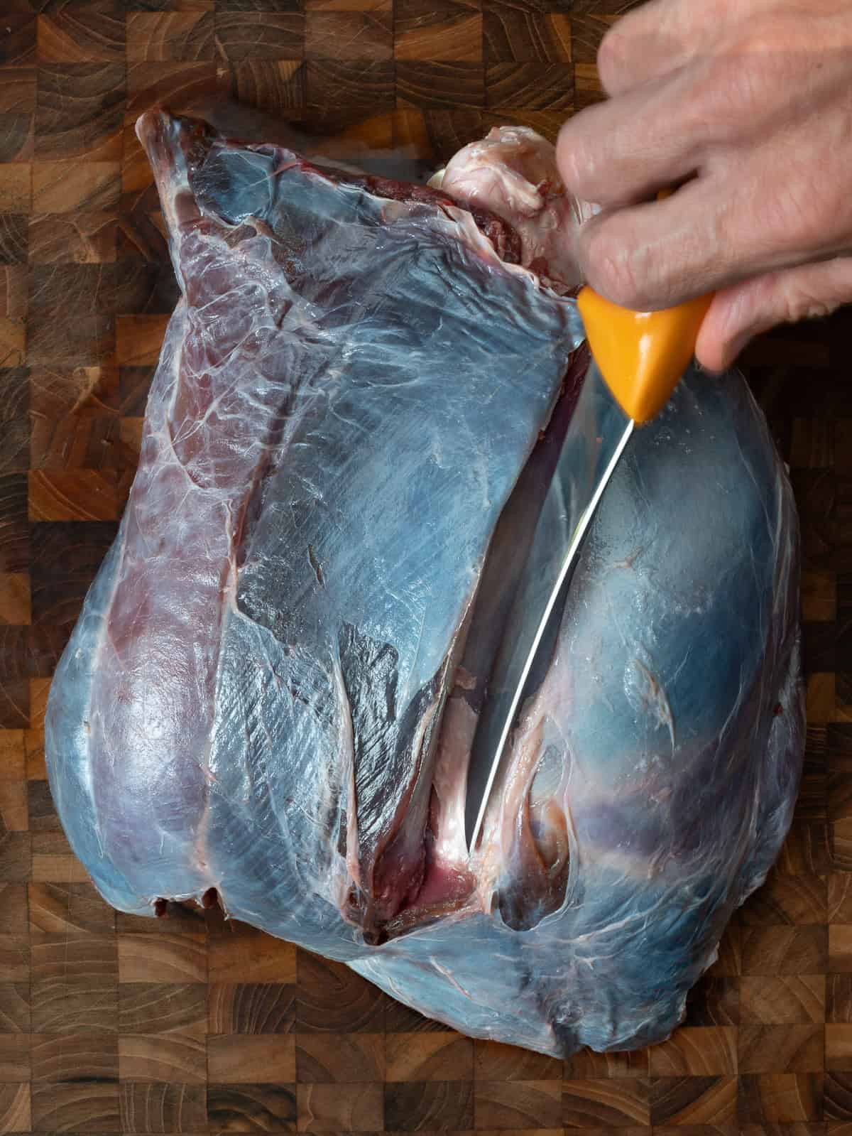 cutting the seam of a deer hind quarter.