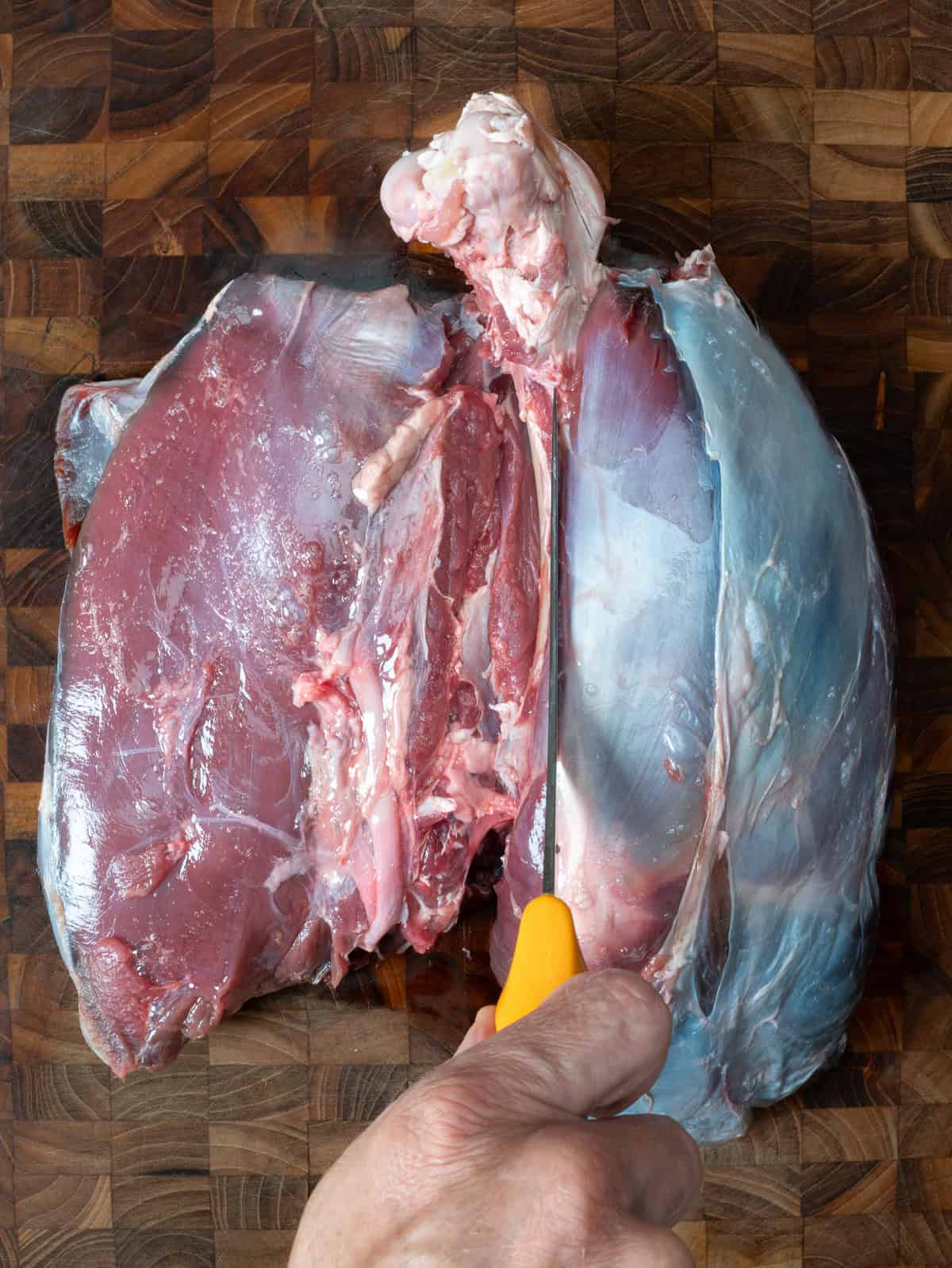 locating the deer femur