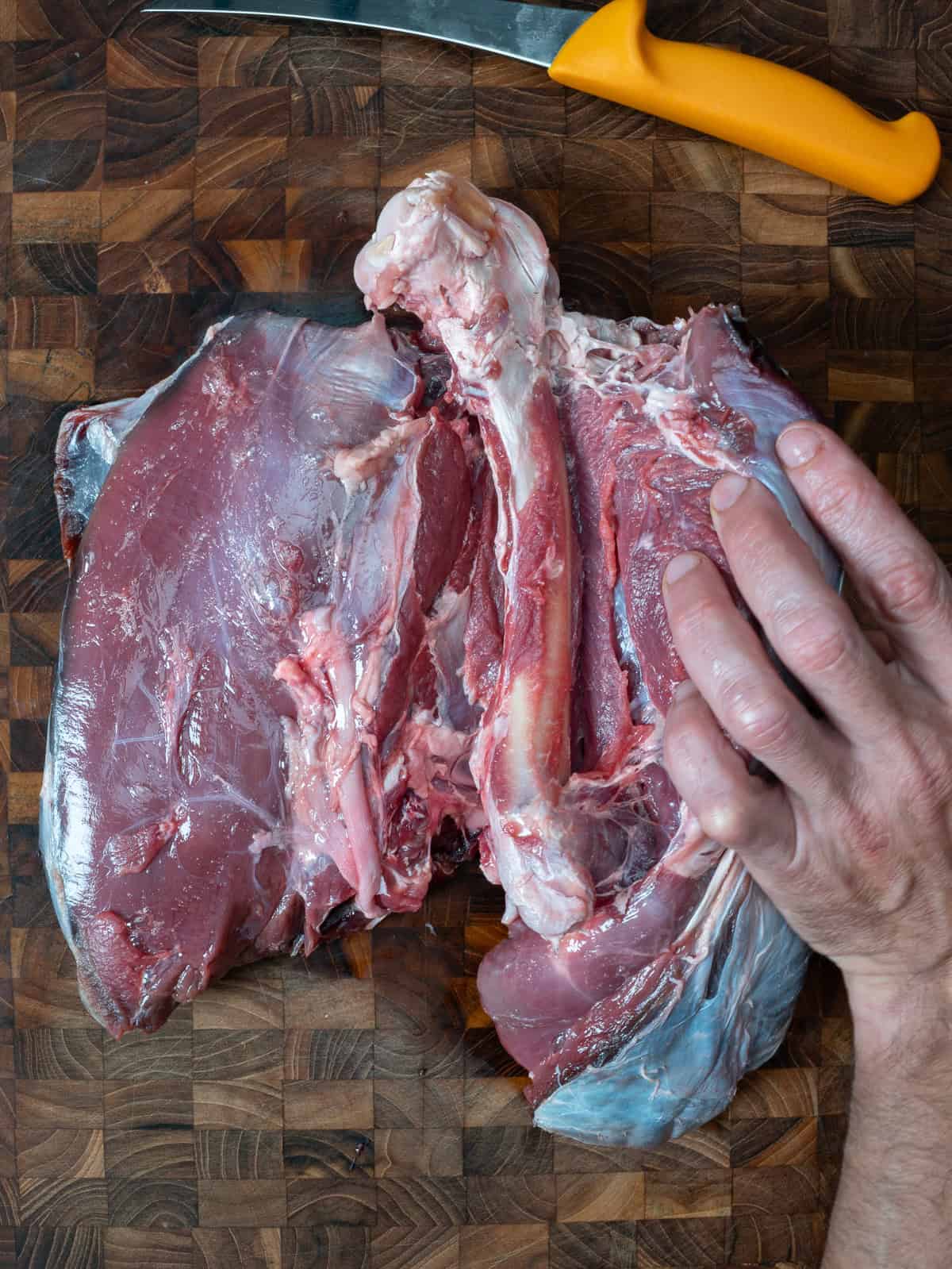 exposing the deer femur