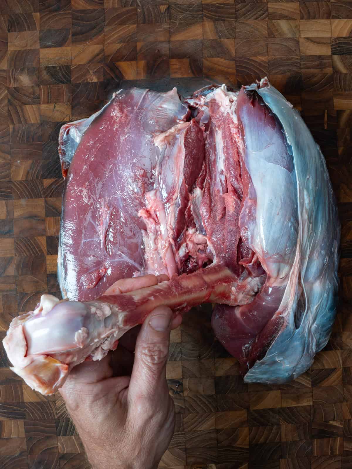 removing the deer femur